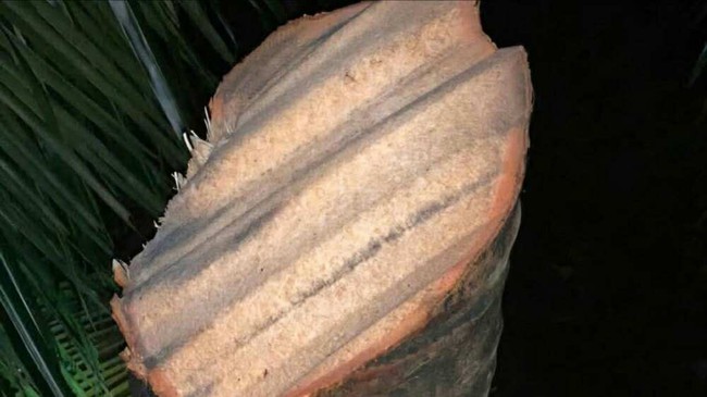 Vụ xôn xao clip &quot;tôn bay chém đứt cây dừa&quot; vì bão số 13: Người đăng lên tiếng - Ảnh 1.