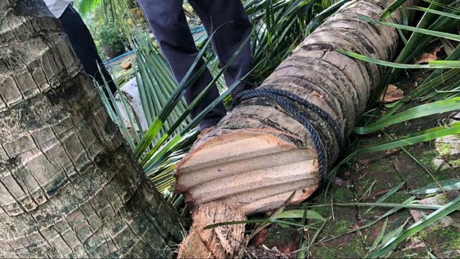 Vụ xôn xao clip &quot;tôn bay chém đứt cây dừa&quot; vì bão số 13: Người đăng lên tiếng - Ảnh 2.