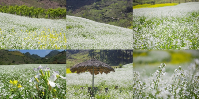 Quả mắc nhung là gì mà ai lên Sơn La cũng muốn thử một lần cho biết? - Ảnh 5.