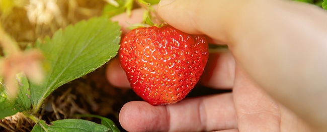 strawberrybeingpicked-17424846299122125177351.jpg