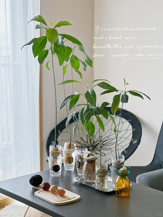Bà nội trợ trồng cây từ hạt bơ, lúc đầu tưởng đùa vui không ngờ hiệu quả bất ngờ - Ảnh 8. Bà nội trợ trồng cây từ hạt bơ, lúc đầu tưởng đùa vui không ngờ hiệu quả bất ngờ - Ảnh 8.