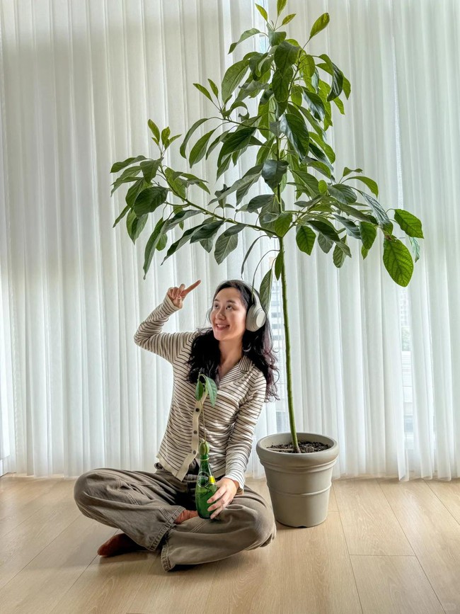 Bà nội trợ trồng cây từ hạt bơ, lúc đầu tưởng đùa vui không ngờ hiệu quả bất ngờ - Ảnh 2. Bà nội trợ trồng cây từ hạt bơ, lúc đầu tưởng đùa vui không ngờ hiệu quả bất ngờ - Ảnh 2.