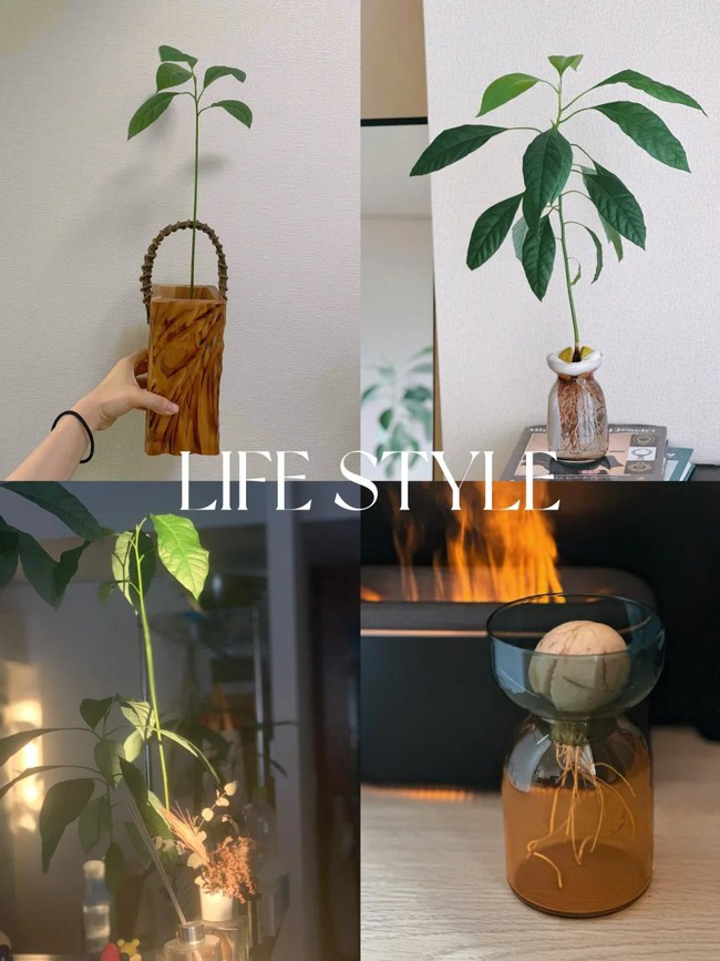 Bà nội trợ trồng cây từ hạt bơ, lúc đầu tưởng đùa vui không ngờ hiệu quả bất ngờ - Ảnh 7. Bà nội trợ trồng cây từ hạt bơ, lúc đầu tưởng đùa vui không ngờ hiệu quả bất ngờ - Ảnh 7.