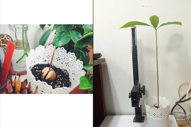 Bà nội trợ trồng cây từ hạt bơ, lúc đầu tưởng đùa vui không ngờ hiệu quả bất ngờ - Ảnh 4. Bà nội trợ trồng cây từ hạt bơ, lúc đầu tưởng đùa vui không ngờ hiệu quả bất ngờ - Ảnh 4.
