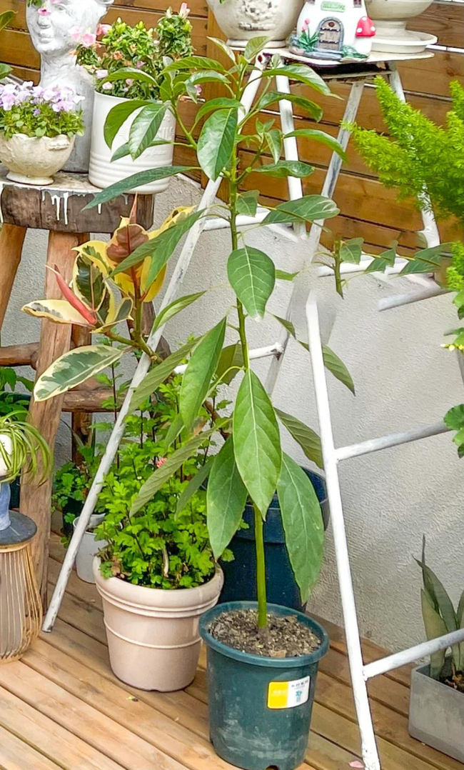 Bà nội trợ trồng cây từ hạt bơ, lúc đầu tưởng đùa vui không ngờ hiệu quả bất ngờ - Ảnh 3. Bà nội trợ trồng cây từ hạt bơ, lúc đầu tưởng đùa vui không ngờ hiệu quả bất ngờ - Ảnh 3.