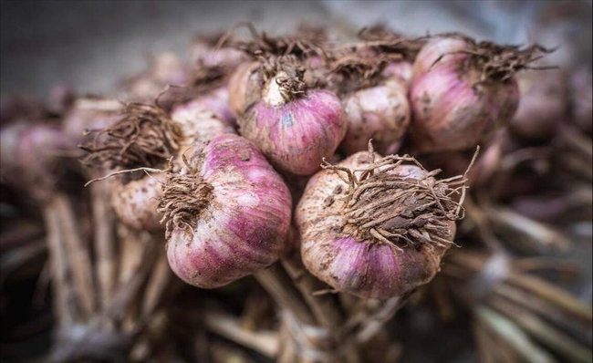 5 loại tỏi không nên mua - đến cả người bán cũng không dám ăn! - Ảnh 2. 5 loại tỏi không nên mua - đến cả người bán cũng không dám ăn! - Ảnh 2.