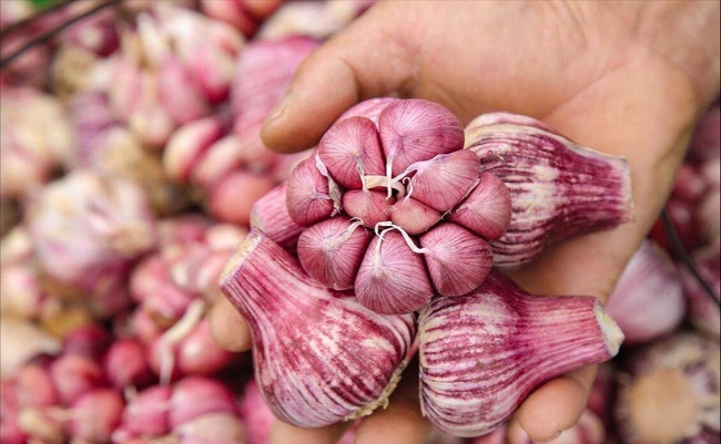 5 loại tỏi không nên mua - đến cả người bán cũng không dám ăn! - Ảnh 3. 5 loại tỏi không nên mua - đến cả người bán cũng không dám ăn! - Ảnh 3.