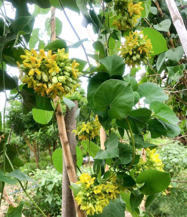 Từ loài hoa leo dại trong rừng trở thành món đặc sản nở rộ khi hè đến, hái một nắm đủ làm bát gỏi hoa thanh mát, giải độc, giảm cân, đẹp dáng - Ảnh 1. Từ loài hoa leo dại trong rừng trở thành món đặc sản nở rộ khi hè đến, hái một nắm đủ làm bát gỏi hoa thanh mát, giải độc, giảm cân, đẹp dáng - Ảnh 1.