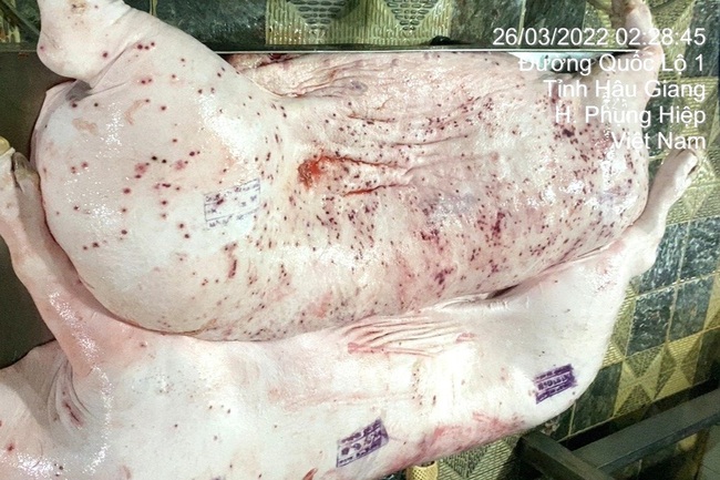 NÓNG: C.P. Việt Nam thừa nhận hình ảnh heo bệnh bị “tố” là có thật, được chụp tại cơ sở gia công - Ảnh 1. NÓNG: C.P. Việt Nam thừa nhận hình ảnh heo bệnh bị “tố” là có thật, được chụp tại cơ sở gia công - Ảnh 1.
