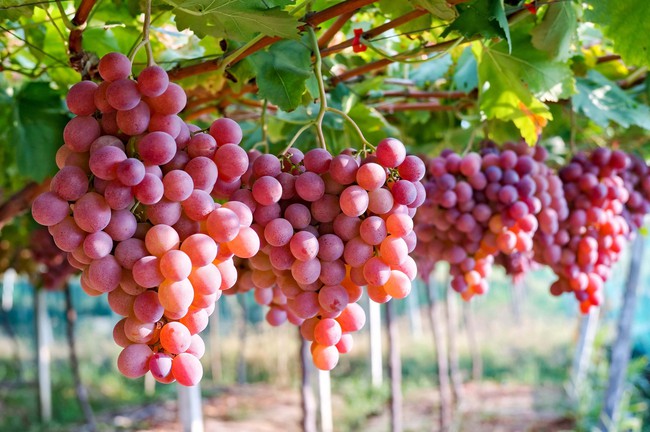 Muốn da đẹp luôn ẩm mịn, trắng sáng vào mùa hè? Ăn ngay 5 loại trái cây "thần kỳ" này! - Ảnh 1. Muốn da đẹp luôn ẩm mịn, trắng sáng vào mùa hè? Ăn ngay 5 loại trái cây "thần kỳ" này! - Ảnh 1.