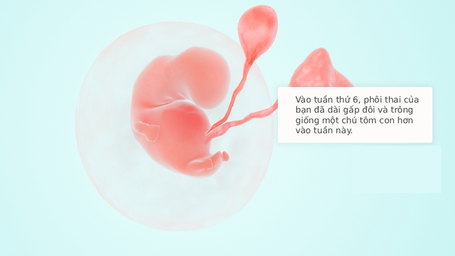 Tuần thai thứ 6: Tim thai “rộn ràng”, túi phôi hiện rõ trên hình ảnh siêu âm - Ảnh 6.
