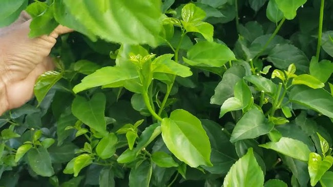 &quot;Thần dược xanh&quot; của người dân vùng núi Tây Bắc: Công dụng bất ngờ, bổ hơn cả uống vitamin tổng hợp - Ảnh 1.
