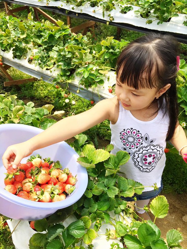 4 vườn dâu tây đẹp “long lanh” không thể không ghé khi đến Đà Lạt - Ảnh 18.