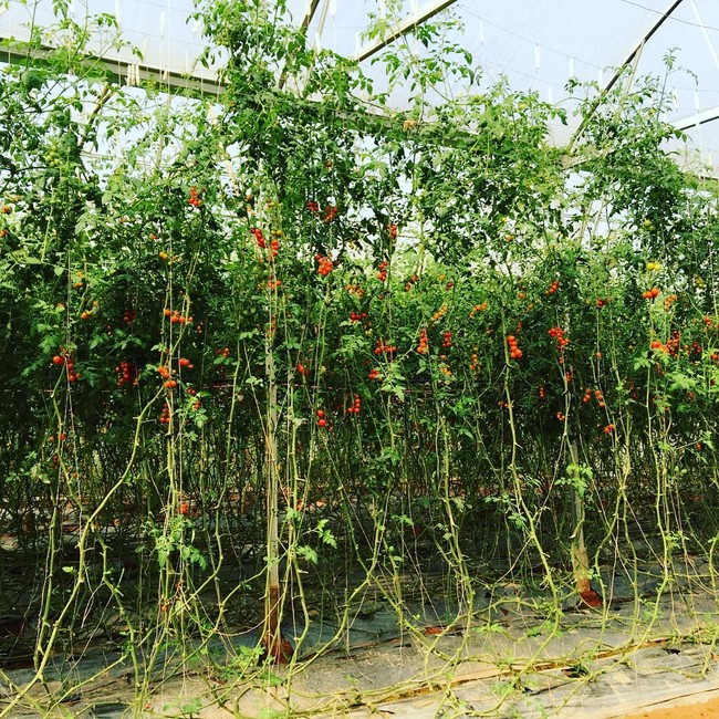 4 vườn dâu tây đẹp “long lanh” không thể không ghé khi đến Đà Lạt - Ảnh 12.