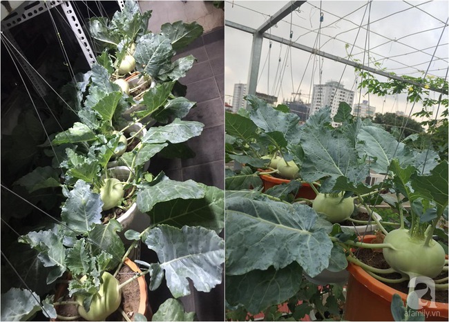 Nữ giảng viên đảm đang trồng gần trăm cây su hào củ siêu to trên sân thượng 40m² ở Hà Nội - Ảnh 8.