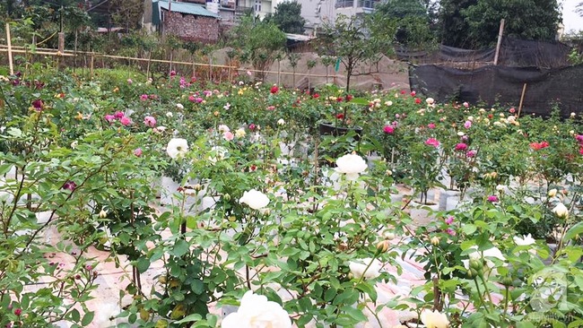 Cận Tết, ghé thăm vườn hồng rộng 900m² với 3000 gốc hồng nở rực rỡ ở ngoại thành Hà Nội - Ảnh 10.