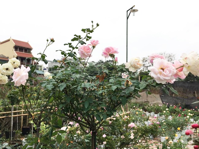 Cận Tết, ghé thăm vườn hồng rộng 900m² với 3000 gốc hồng nở rực rỡ ở ngoại thành Hà Nội - Ảnh 20.