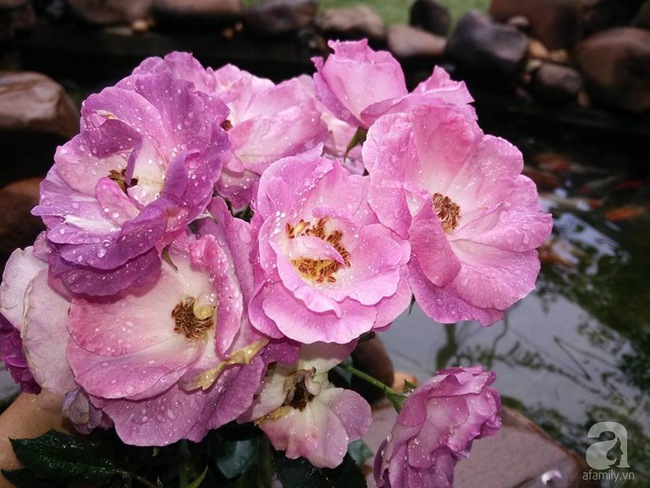 Bí quyết chăm sóc hoa hồng nở form đẹp, sai hoa như thợ vườn chuyên nghiệp của mẹ đảm ở Đak Lak - Ảnh 11.