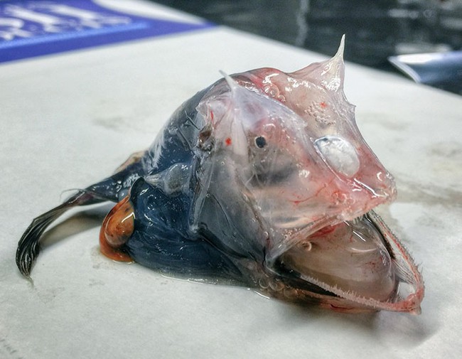 Bạn sẽ không thể tin đại dương lại có nhiều sinh vật xấu xí đến như này - Ảnh 17.