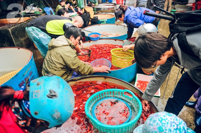 Cận cảnh chợ cá chép phục vụ Tết ông Công, ông Táo lớn nhất tại Hà Nội - Ảnh 1.