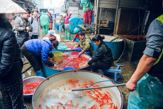 Cận cảnh chợ cá chép phục vụ Tết ông Công, ông Táo lớn nhất tại Hà Nội - Ảnh 3.