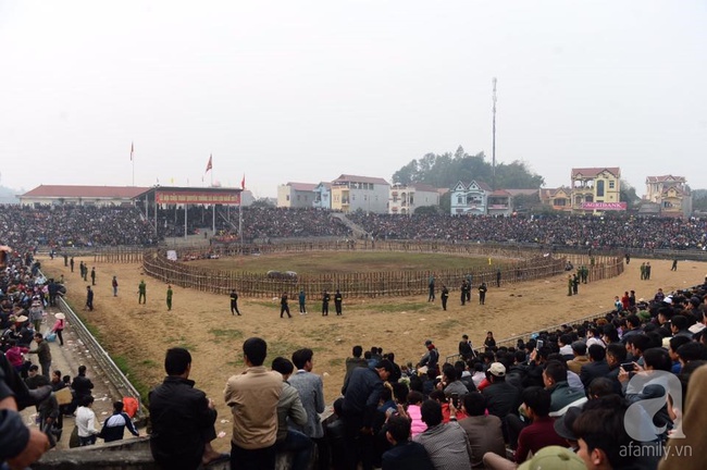 Dùng máy xúc để đưa trâu chọi sổng dây làm náo loạn lễ hội ra khỏi sân - Ảnh 1.