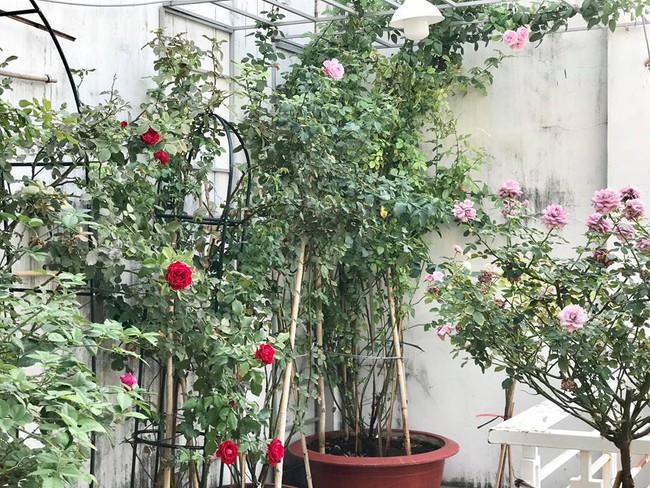 Vẻ quyến rũ của hàng trăm loài hoa hồng quý trên sân thượng 50m² của chàng trai độc thân 8x ở Vũng Tàu - Ảnh 2.