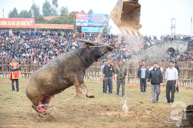 Dùng máy xúc để đưa trâu chọi sổng dây làm náo loạn lễ hội ra khỏi sân - Ảnh 5.