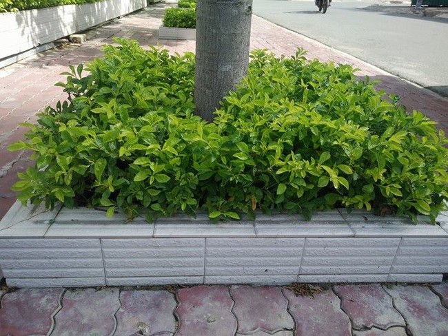 Rào chắn bồn hoa đầy sắt nhọn “có một không hai” ở Sài Gòn đã được tháo dỡ - Ảnh 4.