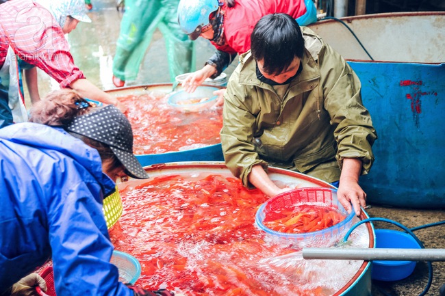 Cận cảnh chợ cá chép phục vụ Tết ông Công, ông Táo lớn nhất tại Hà Nội - Ảnh 7.