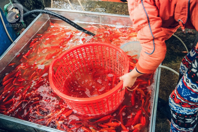 Cận cảnh chợ cá chép phục vụ Tết ông Công, ông Táo lớn nhất tại Hà Nội - Ảnh 9.