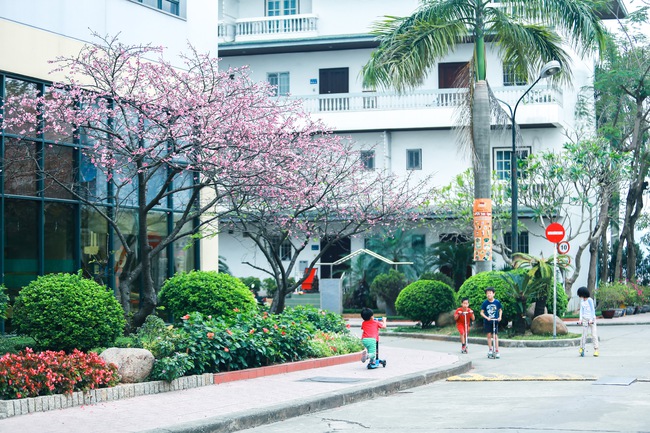 Ngay ở Hà Nội, có một nơi anh đào bung nở đẹp đẽ mà chẳng cần đợi lễ hội hoa - Ảnh 7.