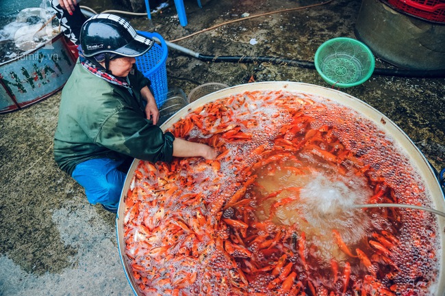 Cận cảnh chợ cá chép phục vụ Tết ông Công, ông Táo lớn nhất tại Hà Nội - Ảnh 10.