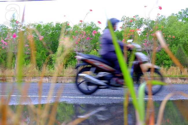 Ven Sài Gòn, có một con đường thơ mộng ngập tràn hoa giấy - Ảnh 5.
