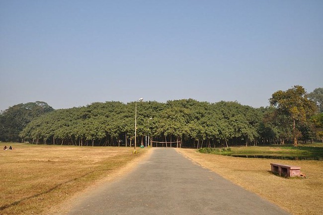 Kinh ngạc cây đa khổng lồ có tán lan rộng ngang với cả một khu rừng - Ảnh 1.
