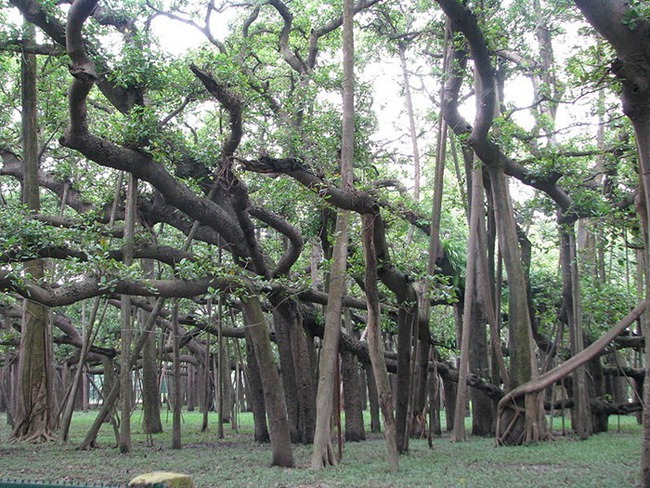 Kinh ngạc cây đa khổng lồ có tán lan rộng ngang với cả một khu rừng - Ảnh 4.