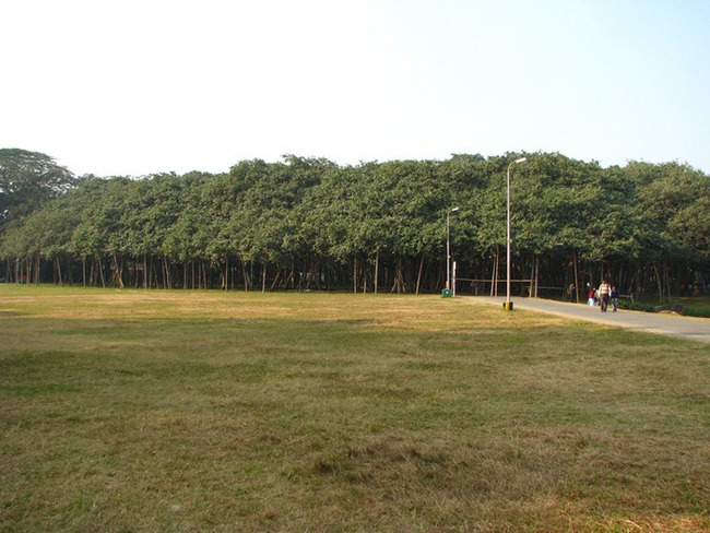 Kinh ngạc cây đa khổng lồ có tán lan rộng ngang với cả một khu rừng - Ảnh 6.