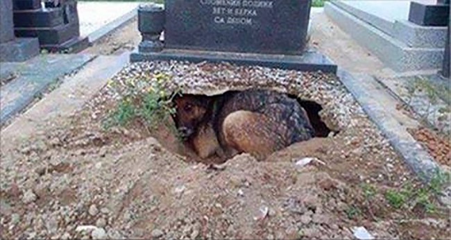 Ai cũng nghĩ con chó đau buồn vì người chủ quá cố cho đến khi phát hiện thứ bên dưới ngôi mộ - Ảnh 1.