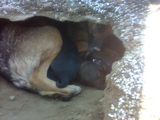 Ai cũng nghĩ con chó đau buồn vì người chủ quá cố cho đến khi phát hiện thứ bên dưới ngôi mộ - Ảnh 3.
