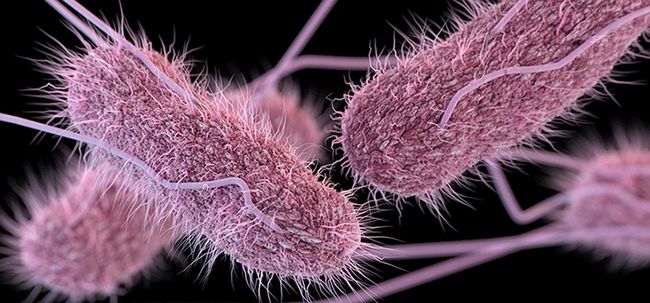 Đây là những điều bạn cần phải biết về loại vi khuẩn gây ngộ độc cao khi ăn phải thực phẩm nhiễm chúng - Ảnh 1.