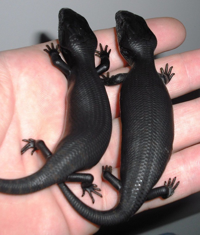 Những loài vật đen sạm toàn luyện ko cần ai cũng đều có thời cơ chiêm ngưỡng và ngắm nhìn - Hình ảnh 7.