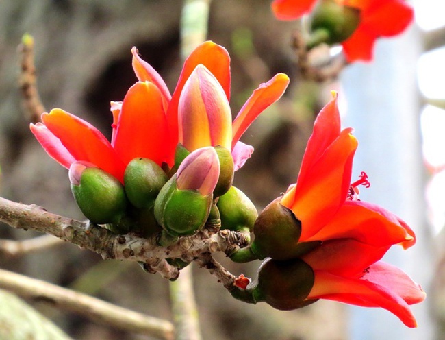 Tháng 3 mùa hoa gạo, đừng bỏ lỡ những bài thuốc chữa bệnh quý báu từ loại cây quen thuộc này - Ảnh 2.