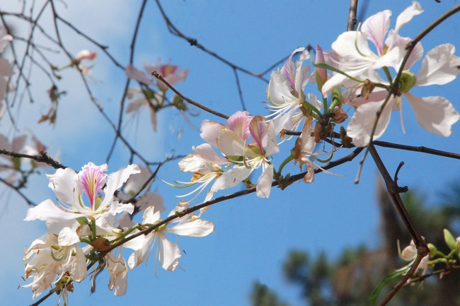 Hoa ban đâu chỉ tô điểm vẻ đẹp tháng 3, bạn hoàn toàn có thể tận dụng loại hoa này để chữa bệnh - Ảnh 1.