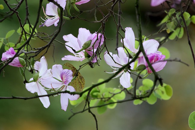Hoa ban đâu chỉ tô điểm vẻ đẹp tháng 3, bạn hoàn toàn có thể tận dụng loại hoa này để chữa bệnh - Ảnh 3.