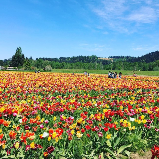 6 khu vườn hoa tulip chỉ nhìn thôi cũng khiến người ta ngất ngây bởi quá đẹp, quá rực rỡ - Ảnh 23.