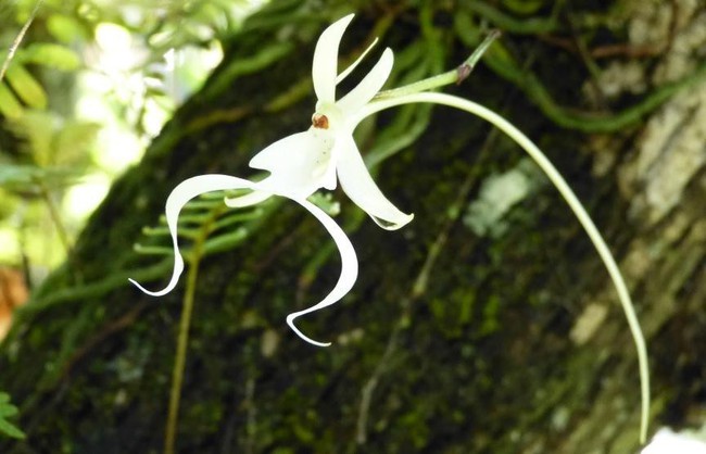 Những loài hoa với hình dáng kì lạ hiếm gặp trên thế giới - Ảnh 5.