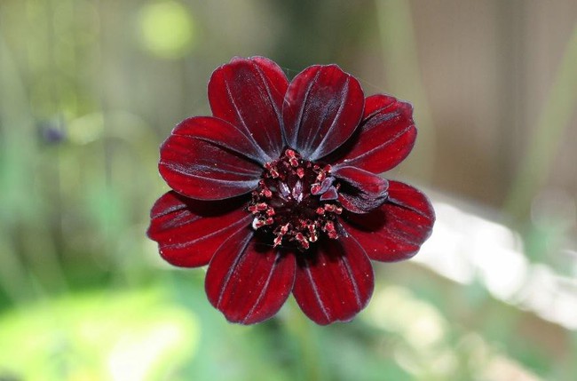 Những loài hoa với hình dáng kì lạ hiếm gặp trên thế giới - Ảnh 7.