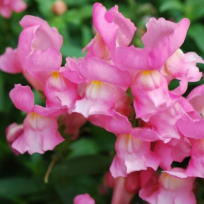 Loài hoa màu hồng tuyệt đẹp nhưng khi tàn lại biến thành đầu lâu ghê rợn - Ảnh 1.