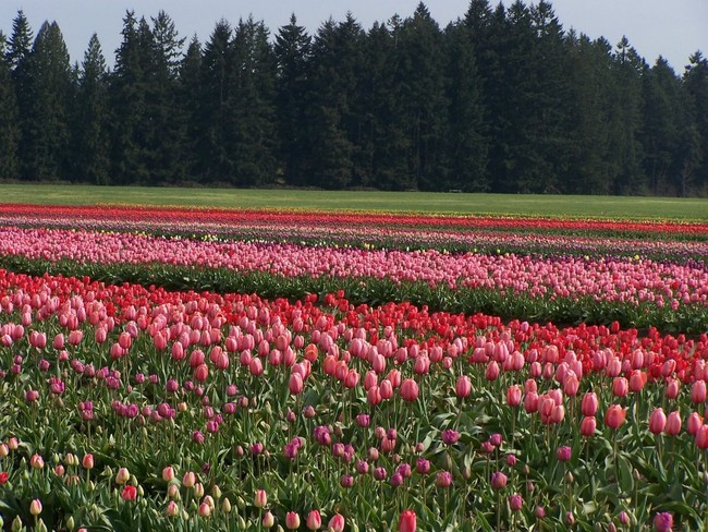 6 khu vườn hoa tulip chỉ nhìn thôi cũng khiến người ta ngất ngây bởi quá đẹp, quá rực rỡ - Ảnh 17.