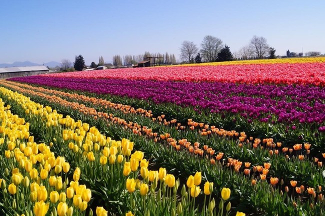 6 khu vườn hoa tulip chỉ nhìn thôi cũng khiến người ta ngất ngây bởi quá đẹp, quá rực rỡ - Ảnh 9.